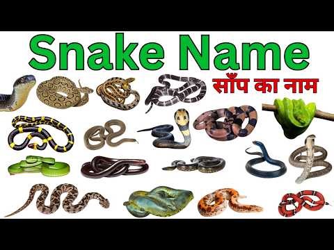 Snake Names for Kids | Learn 20 Types of Snakes in English | Preschool & Toddler Learning Video