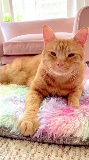 Did you know why #cats knead and make biscuits!?