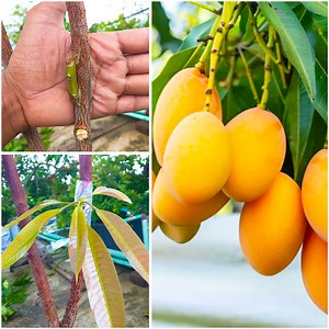 Simple & best method of growing mango plant by grafting || Tips & tricks for grow seasonal plant | DIY IndoorGarden