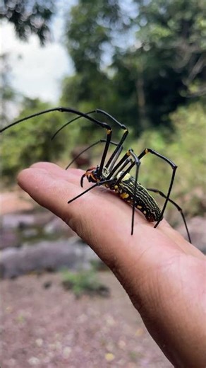 Catching a giant golden spider with bare hands