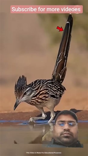 #roadrunner#fastrunnerbirds#education#wildlife#trending#facts#viral#shorts#wildshorts#forestadventur