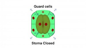 Guard Cells Stoma Closing Stoma Opening Stock Footage Video (100% Royalty-free) 3603298569 | Shutterstock