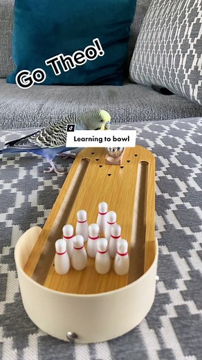 Budgie Bird Training Fun
