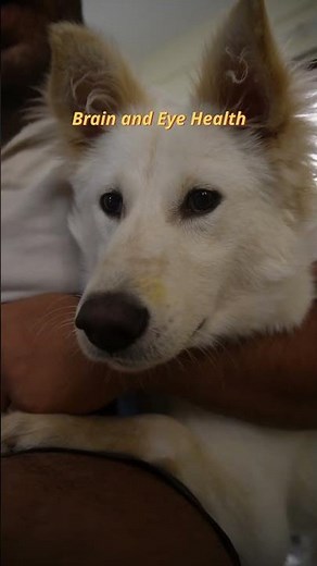 benefits of eating egg for dogs