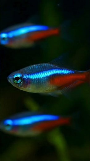 Neon Tetra The Living Rainbow of Aquariums!