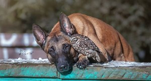 Photographer Captures Tender Moments Between Dog and Owl