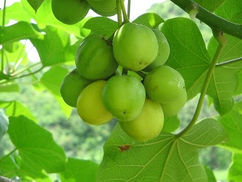 Jatropha curcas hope for future biodiesel production
