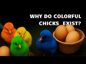 Why Do Colorful Chicks Exist?
