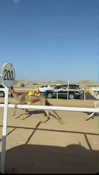 Camel Race Highlights: Thrilling Desert Competition