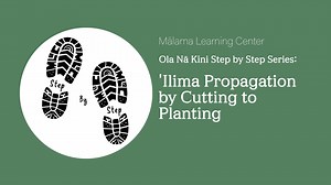 'Ilima Propagation by Cutting to Planting