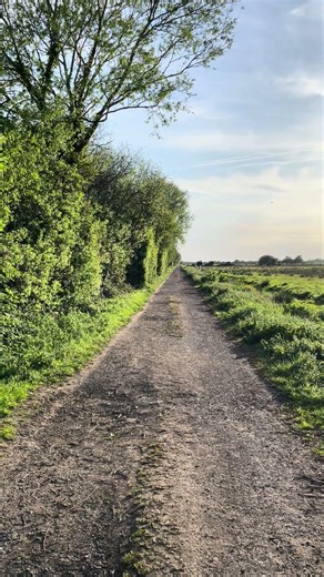 Finding Peace in Birdsong