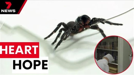 Deadly spider venom is being used to develop a life-saving drug