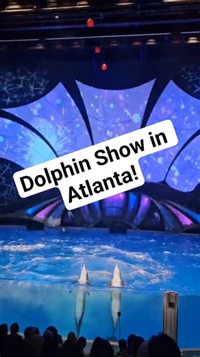 🐬 Dolphin Show in Atlanta! | Georgia Aquarium Experience 🇺🇸