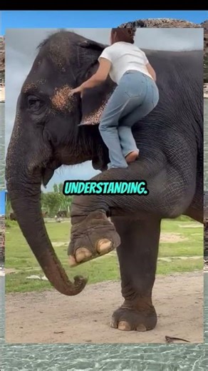 Elephant Friendship With Human Feels Magical 🐘 #shorts