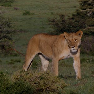 More queens inspiring queens 🙌 Hear composer Morgan Kibby's stunning soundtrack with the Queens National Geographic Official Playlist, available on Spotify. #NatGeoQueens is now streaming on Disney and Hulu. | National Geographic Animals
