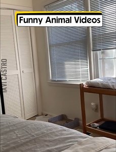 271K views · 3.4K reactions | Funny Animal Videos | Tavi Castro | Facebook
