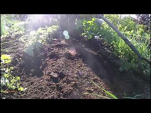 Comment désherber manuellement. Les outils et la démonstration