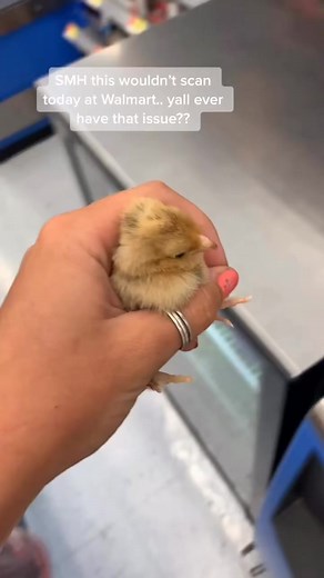 Got 4 new chicks today at tractor supply & I didn’t want to leave the... | taappliances