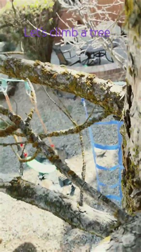 Let’s climb a tree #memes