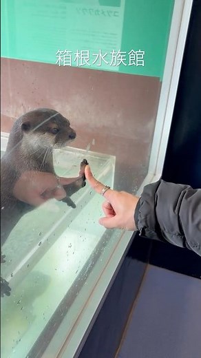 かわうそがとてもきゅーとな水族館！1時間ぐらいで回れるのでぜひ！#旅行 #箱根水族館 #水族館 #箱根観光 #芦ノ湖 #かわうそ #ウーパールーパー