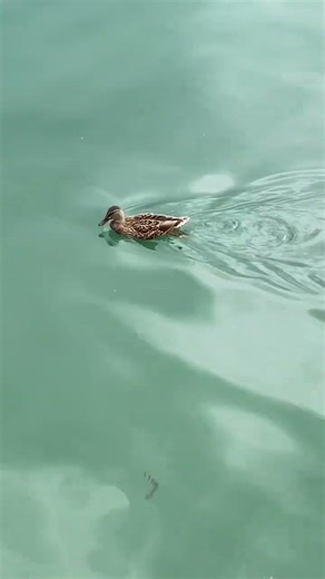 Duck swimming 🦆