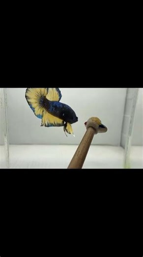 The Most Stunning Betta Fish You've Ever Seen #bettafish #bettafishfight #betta #fish