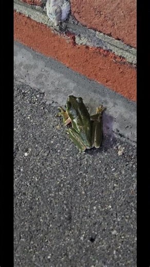 Little Tree Frog Hopping and Lost in the Rain