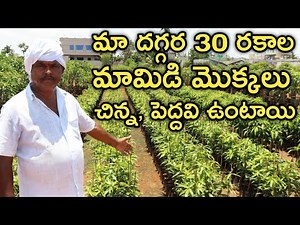 30 Types Mango Plants at Kadiyam Nursery | రైతు బడి