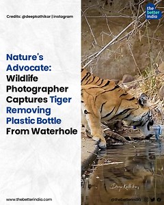 A powerful video showing a majestic tiger removing a plastic bottle from a waterhole has captured the hearts of netizens worldwide. Captured by wildlife photographer Deep Kathikar, the video shows a tiger in Tadoba National Park, Maharashtra, delicately holding a trashed plastic bottle in its mouth as it walks away. Kathikar’s poignant caption, “Sweet gesture by the Tiger. We’ll try to keep our jungles clean,” deeply resonated with many. This isn’t just a viral moment, but a crucial wake-up call