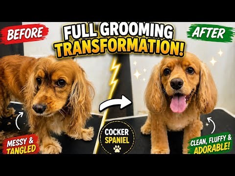 Cocker Spaniel beautiful haircut
