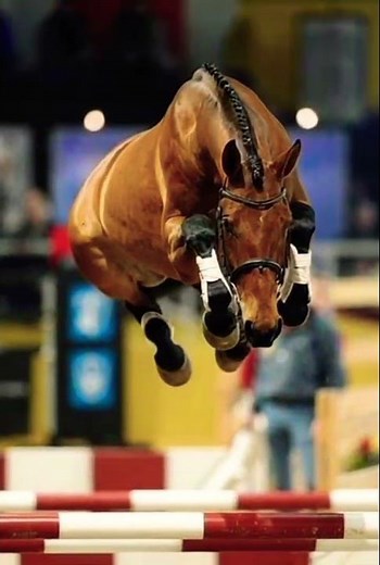 Insane Horse Jumping Skills | Unbelievable Power & Focus 🐎💥