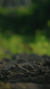 In springtime, a man holds dry black soil in his hand, observing its texture and moisture levels. This action highlights the pressing issues of environmental protection and climate change
