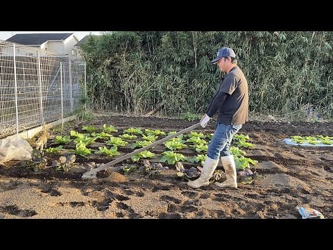 [Chinese cabbage cultivation] The timing of top dressing and hilling is crucial for growing Chine...