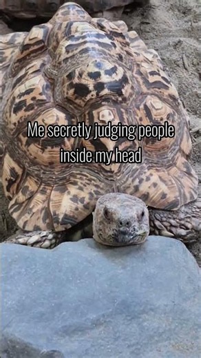 POV: when you secretly judging someone 👀 #tortoise #tortoiselife #animallover #animals ❤️💓