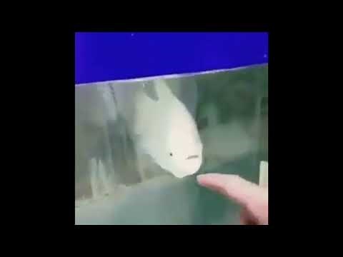 Screaming fish
