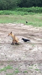 Dave, having a go at Vixen 😂 I know many of you won’t remember Vixen, she lived where Dave the crow lives and as you can see, they knew each other. As you know, I still see Dave, but I haven’t seen Vixen for about a year now. ❤️ 🦊 Listen carefully, you’ll hear her cubs calling at the end of the video. | Putman and Robin