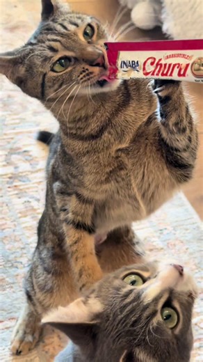 Pudding and Poppy Enjoy Churu Snacks Together