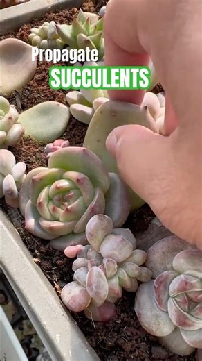 Miracle! 🌱 Watch Succulent Pups Grow from a Single Leaf