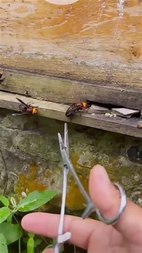 This hornet just got cut down to size. ⬇️📏 #hornet #hornetremoval #oddlysatisfying #insects #experiment #viral