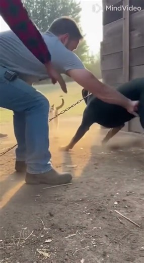 Tiny Cat vs Big Dog — Mother’s Instinct is Unstoppable 💪🐾