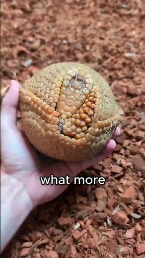 Armadillo Caught Making the Funniest Noise🦔 #shorts