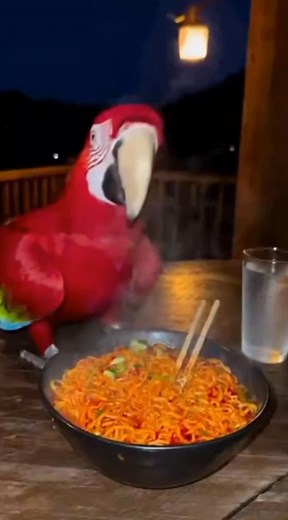 74K views · 1.7K reactions | #COCO PARROT TRY SPICY NOODLES | Imaginationm | Facebook