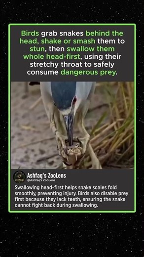 The Brutal Way Birds Hunt And Swallow Snakes #animalfacts #shorts