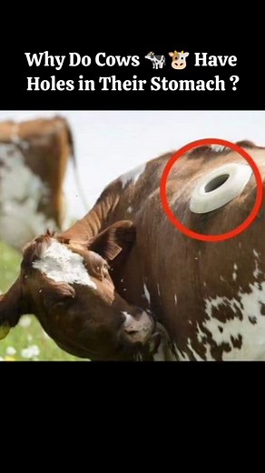 Rohina Arif on Instagram: "Portholes, also known as "rumen fistulas," are surgically created opening in the side of a cow that provides direct access to the rumen. This opening is typically covered with a removable lid or cap.🐄 The porthole consists of a tube-like structure that connects the external environment to the rumen. It is designed to be safe and non-intrusive, minimizing discomfort for the animal.🐄 One of the primary reasons for portholes is for studying the digestive processes of co