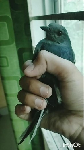 Oriental Magpie Robin(দোয়েল পাখি)🖤🤍🐦#shortsfeed#shorts#short#magpie#orientalmagpie#robin#bird#nature