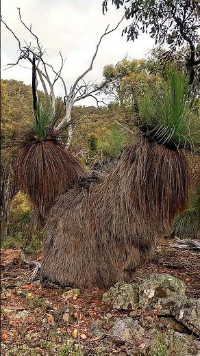 🌿 Australia’s Grass Tree — A Living Relic #aussiebush #history #wildlife