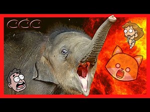 🔥 Baby Elephants Gone Wild 🐘 Try Not to Laugh!