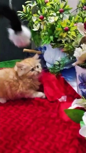 Funny Cat Sounds While Playing with Balloon 😺🎈