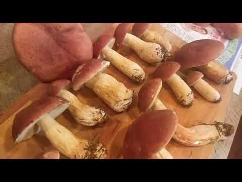 Identifying my 1st batch of Pine King Boletes, confused about odd specimens, Sept 2020