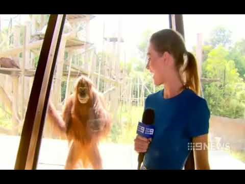 Evil Orangutan